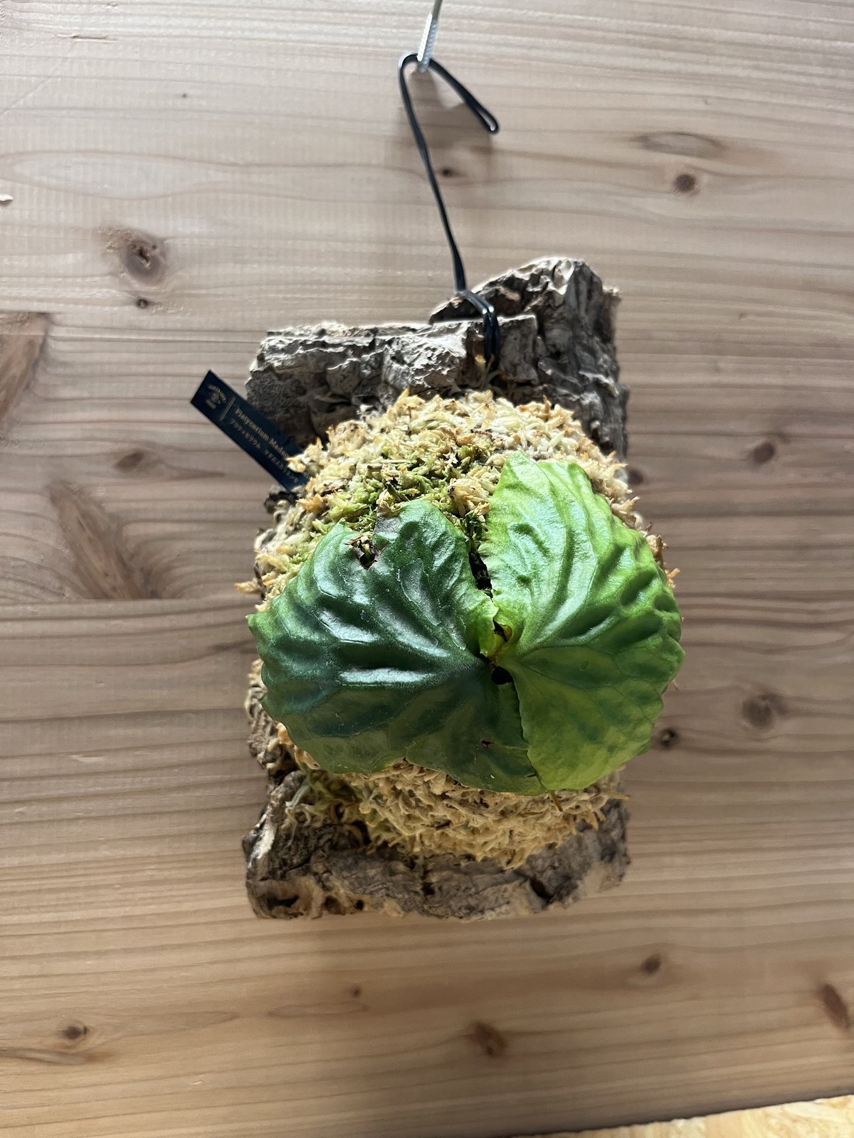 ビカクシダ マダガスカリエンセ | GREEN LUCK