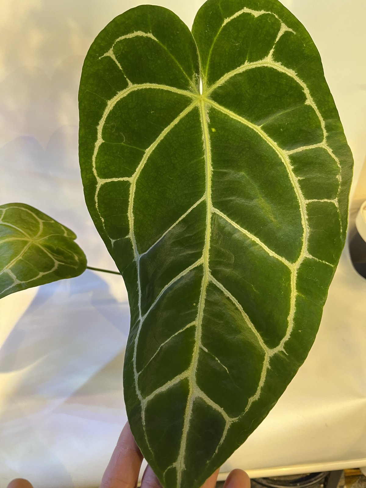 アンスリウム クリスタリナム | GREEN LUCK