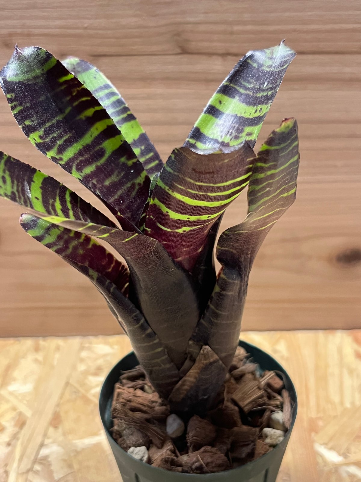 ネオレゲリア サボイトリュフ | GREEN LUCK