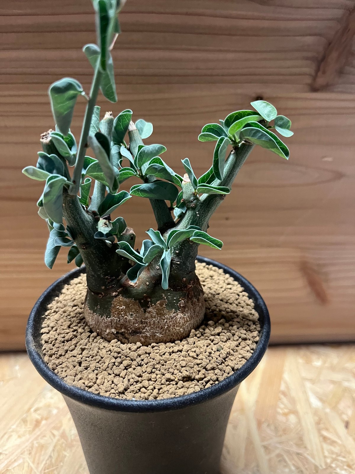 ド扁平ムチムチ緑スライム　幹幅20cm↑　ブサカワ 発根済　アデニア　スピノーサ ド扁平ムチムチ緑スライム 幹幅20cm↑ ブサカワ 発根済 アデニア