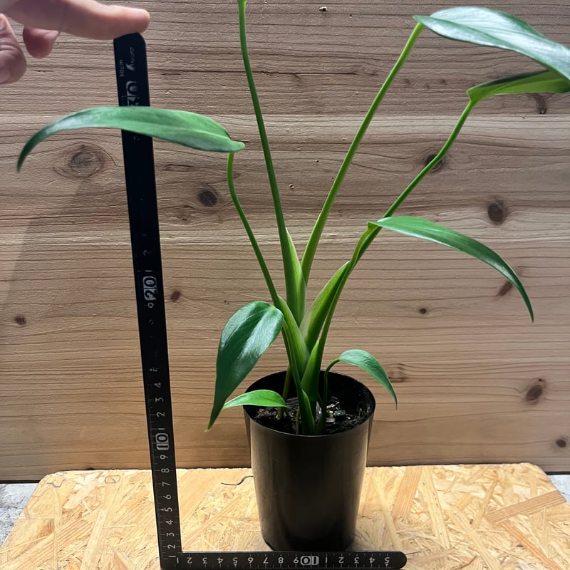 モンステラ バールマルクスフレーム | GREEN LUCK