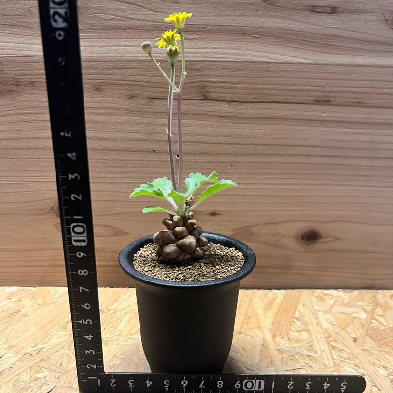 【鉢のまま発送】オトンナ へレー 鉢のまま発送】オトンナ へレー 現品限り】オトンナ・ヘレー【E24