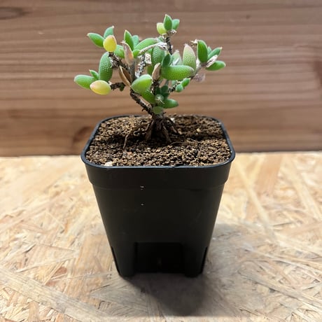 トリコディアデマ | STORES