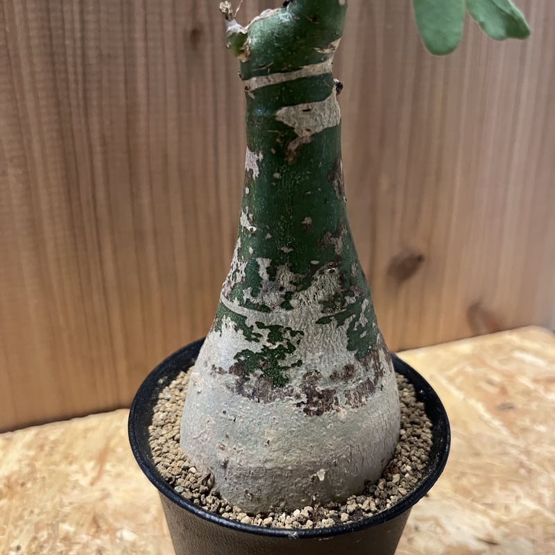 アデニア グラウカ | GREEN LUCK