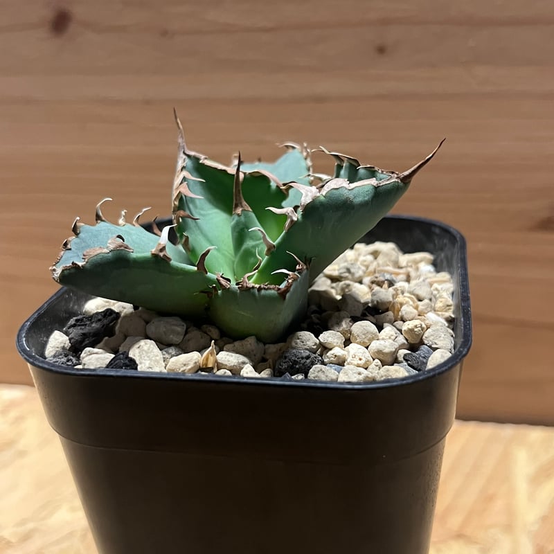 アガベ チタノタ 螃蟹 | GREEN LUCK