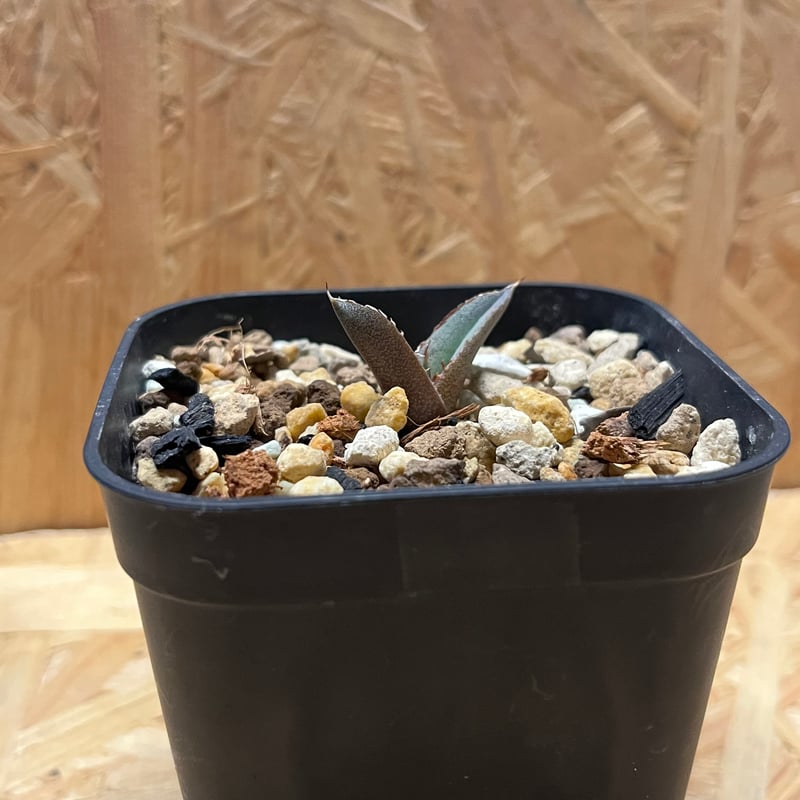 アガベ チタノタ 黒羽毛 Black Feather | GREEN LUCK