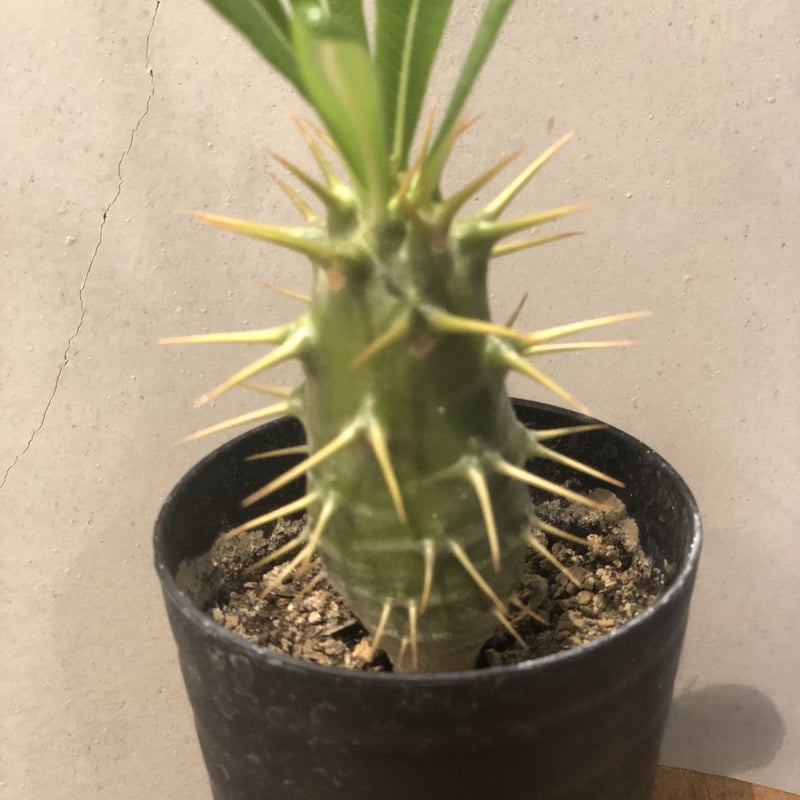 パキポディウム アンボンゲンセ 実生 | GREEN LUCK