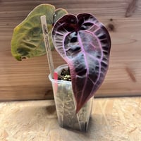 ディオーン エデュレ 2頭 | GREEN LUCK