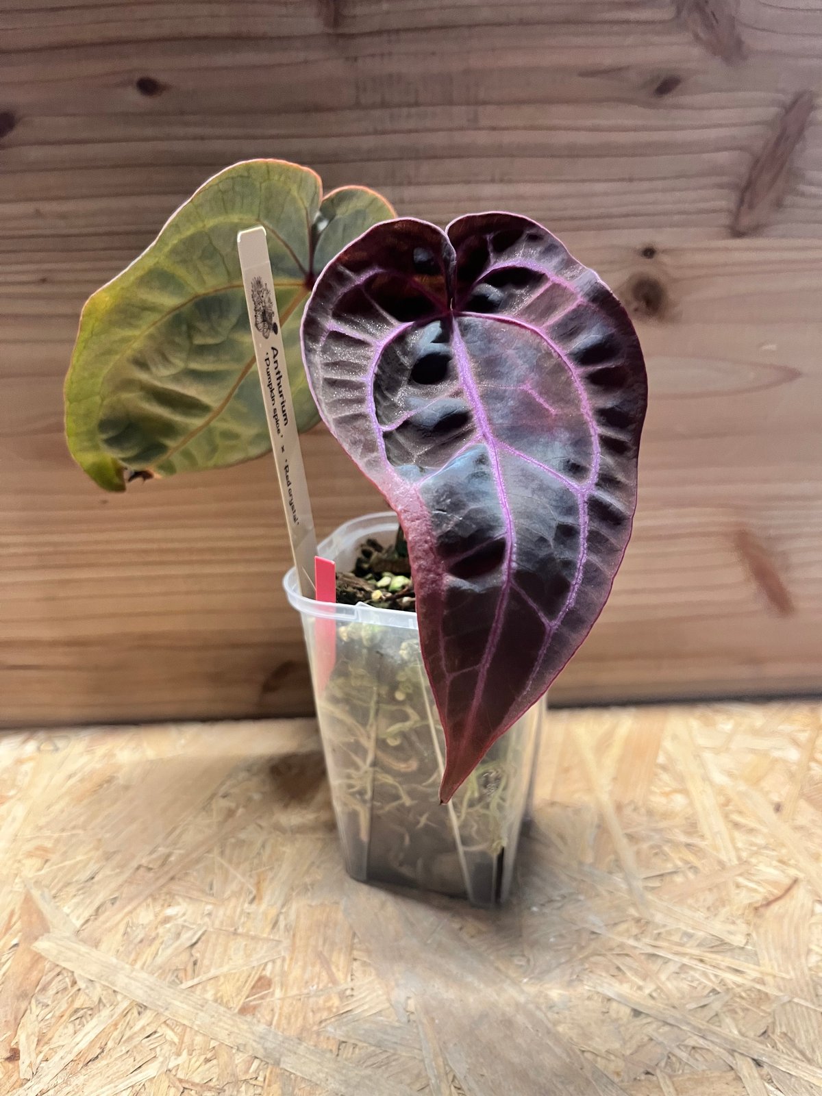 アンスリウム パンプキンスパイス×レッドクリスタル 'セレクト