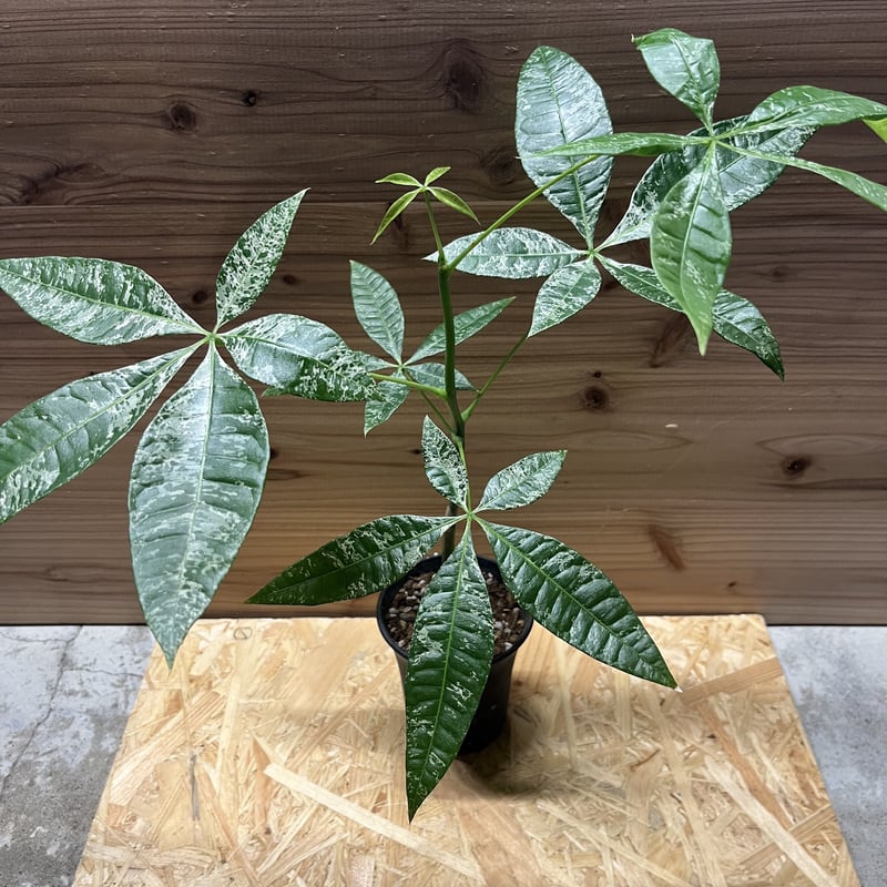 パキラ ミルキーウェイ 実生 | GREEN LUCK パキラ ミルキーウェイ 実生 | GREEN LUCK