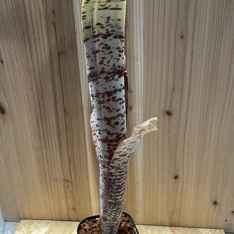 ケスネリア ラファエルオリベイラ | GREEN LUCK