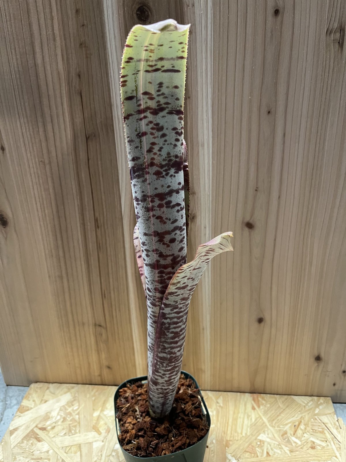 ケスネリア ラファエルオリベイラ | GREEN LUCK