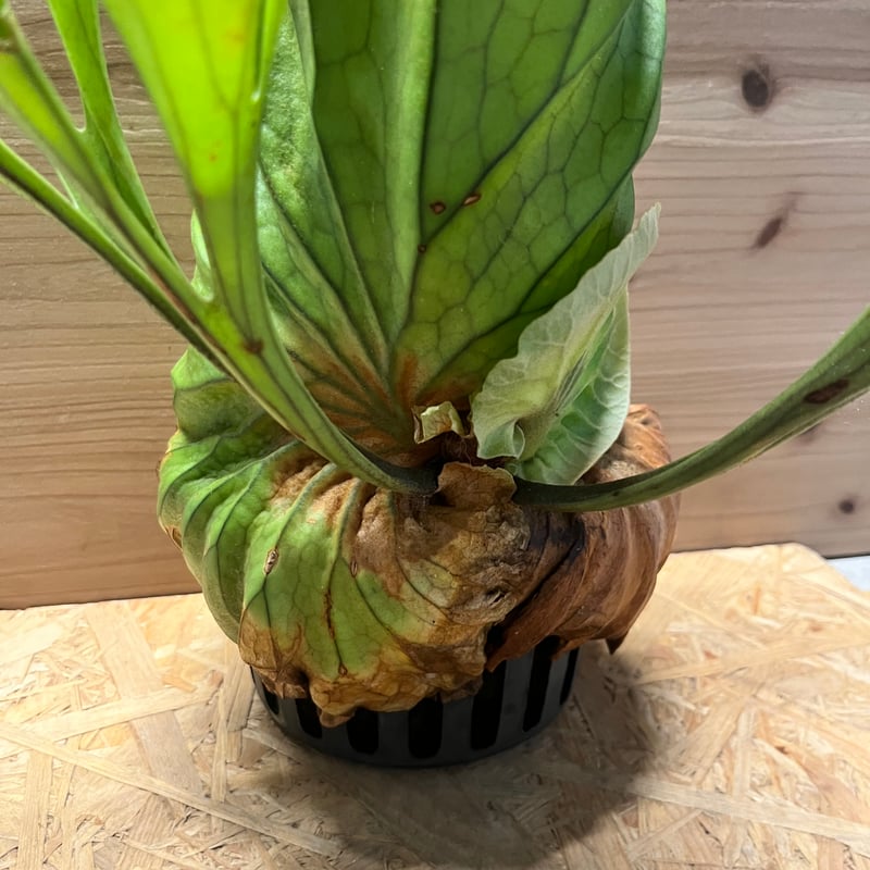 ビカクシダ キッチャクード クイーン | GREEN LUCK