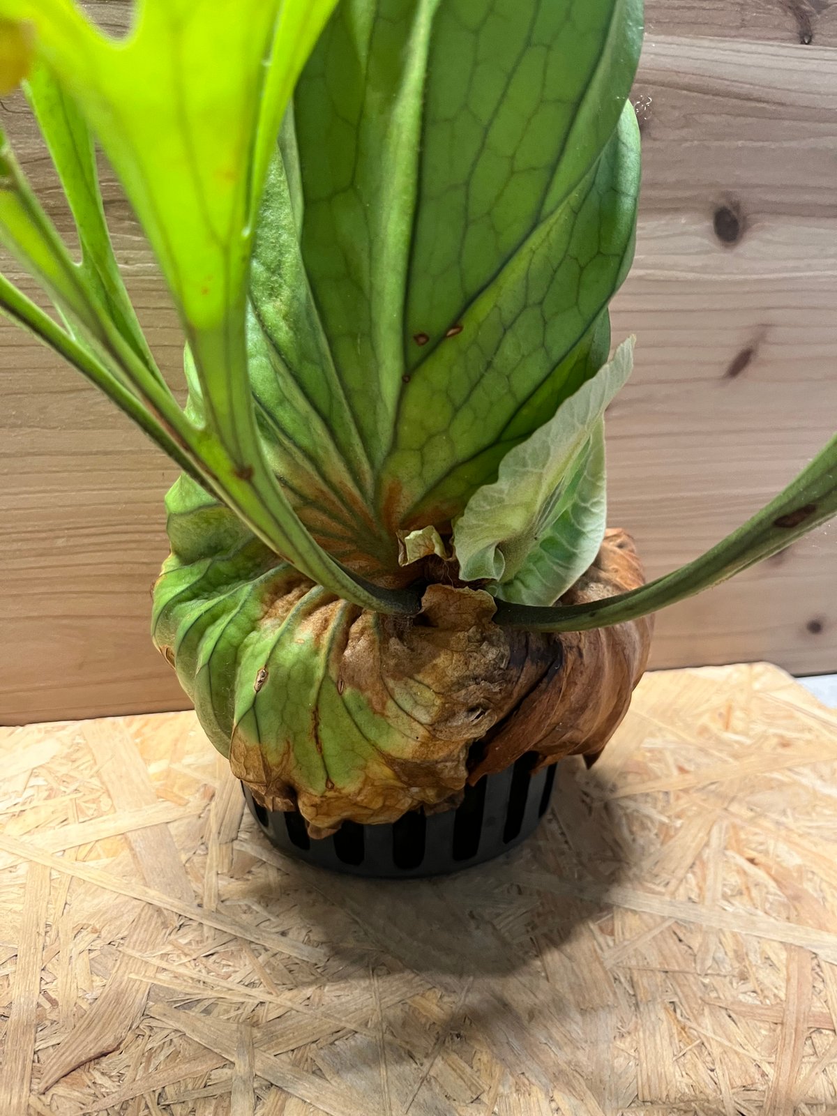 ビカクシダ　キッチャクード　グリーンブロッサム　201 ビカクシダ キッチャクード クイーン | GREEN LUCK