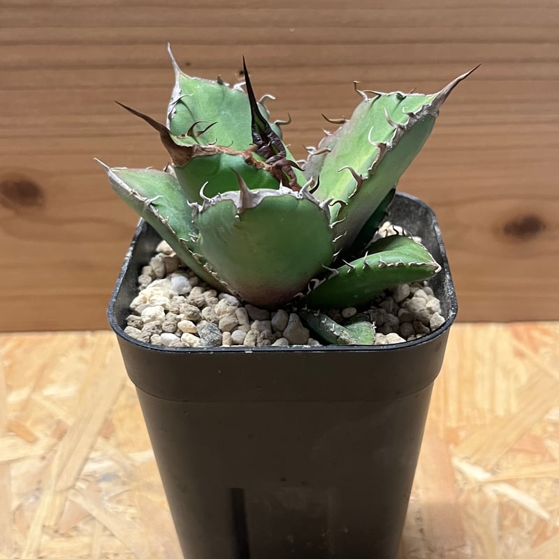 アガベ チタノタ ノーネーム | GREEN LUCK