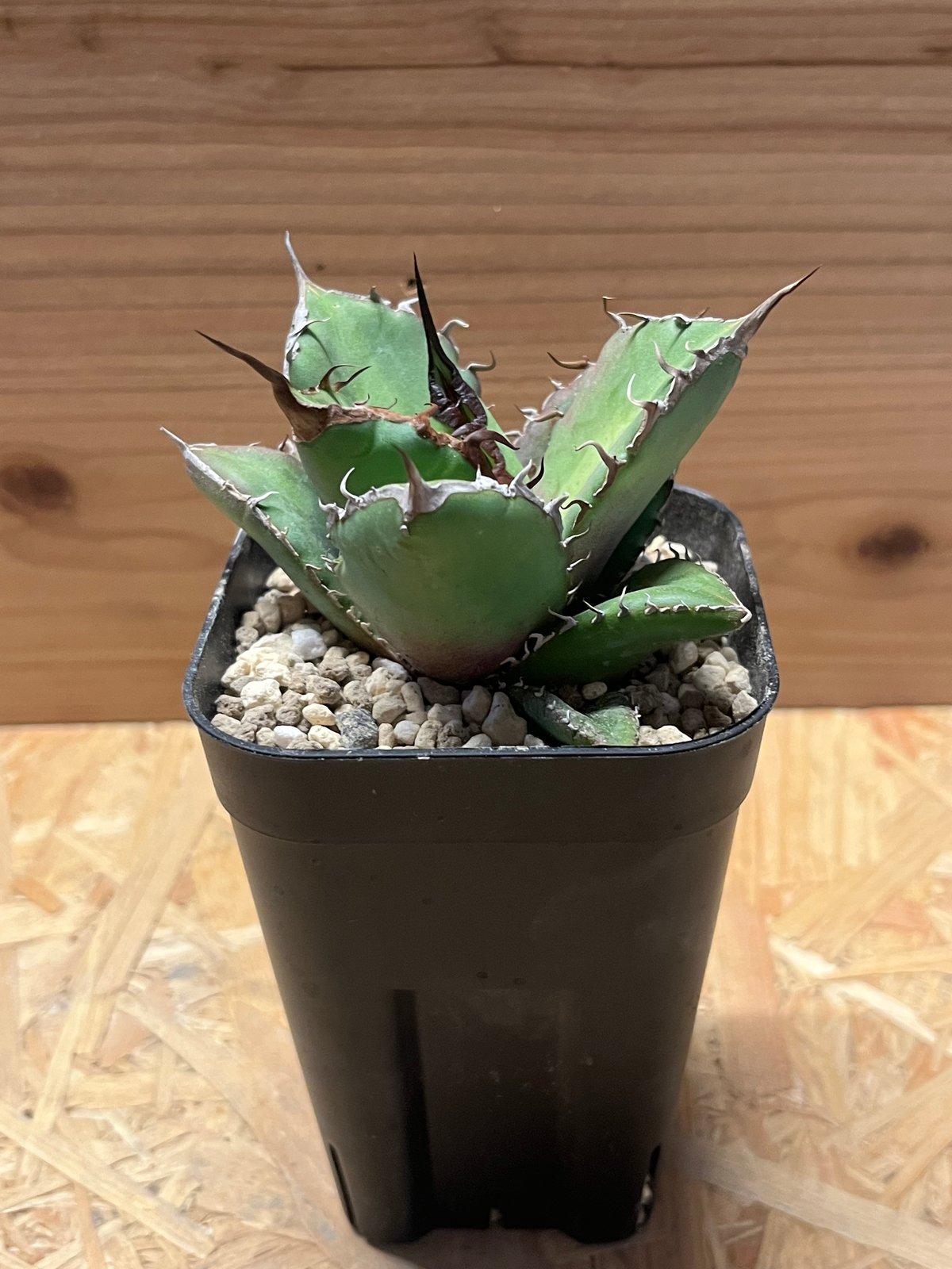 アガベ ナゾノタ アガベ チタノタ ノーネーム | GREEN LUCK