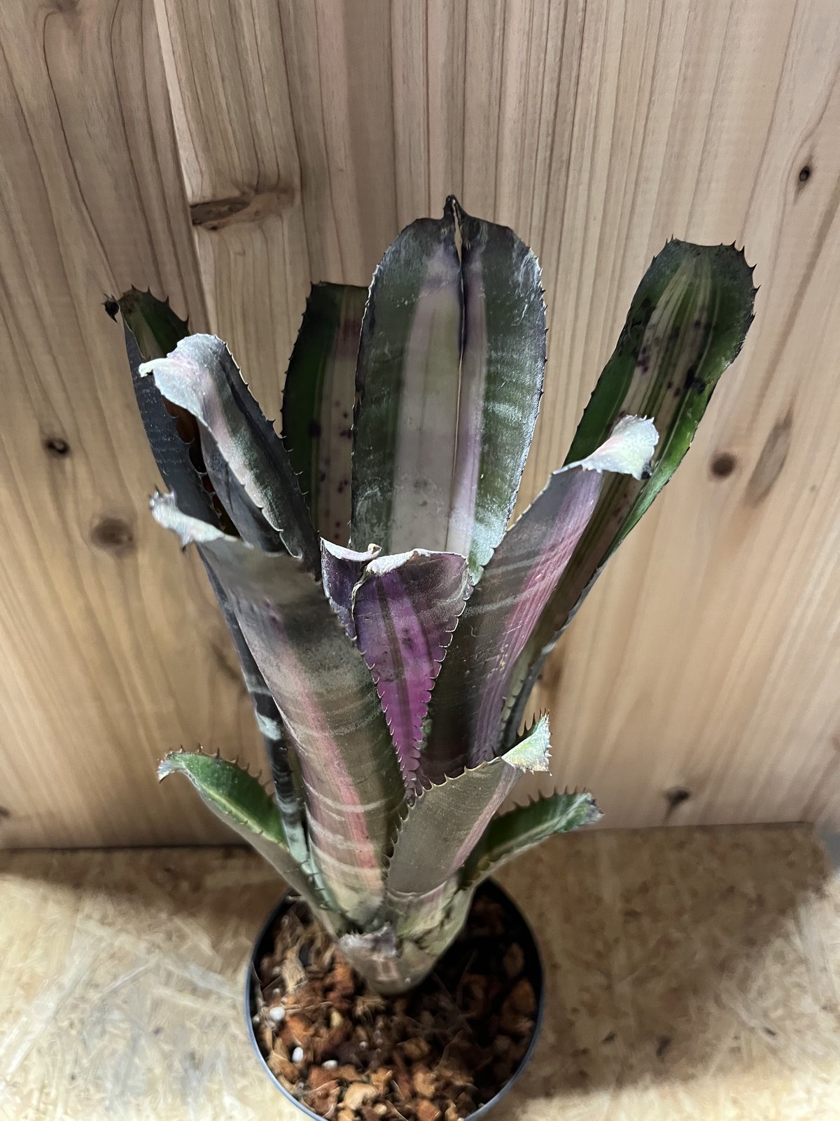 エクメア ロベルトメネスカル | GREEN LUCK