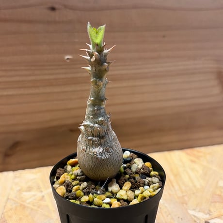 パキポディウム　ウィンゾリー