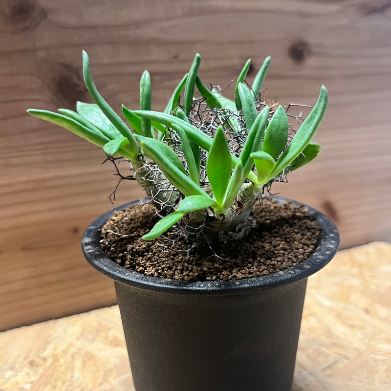 【セール中】チレコドン・レティキュラーツス【万物想】 チレコドン レティキュラーツス 万物想｜Tylecodon reticulatus 塊根