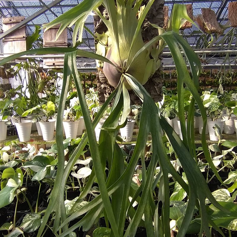 送料無料 親株 ライディーン rydeen ビカクシダ oc 子株付き 【公式通販】