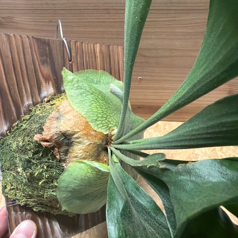ビカクシダ ヒリー 