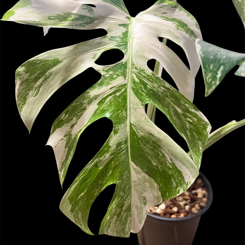 モンステラ ホワイトフェアリー （デリシオーサ×ボルシギアナ