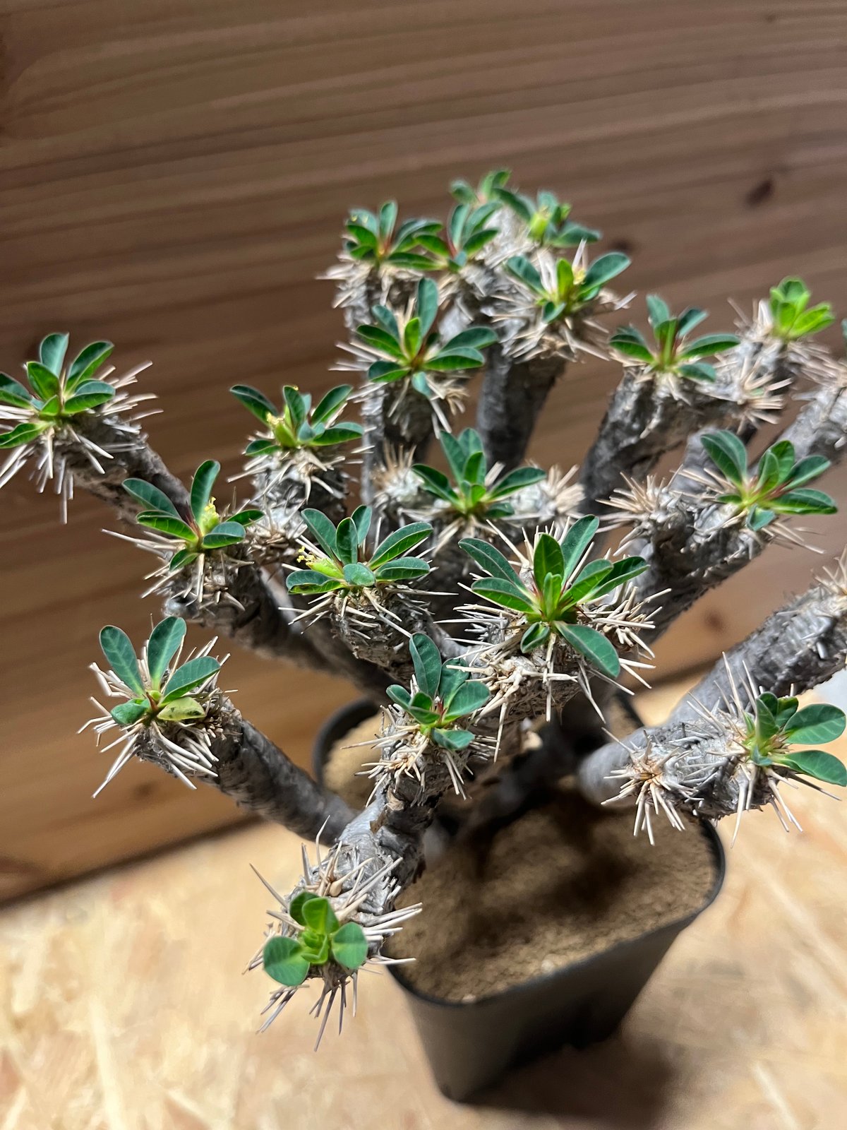 ユーフォルビア ギラウミニアナ 現地株 発根済み | GREEN LUCK