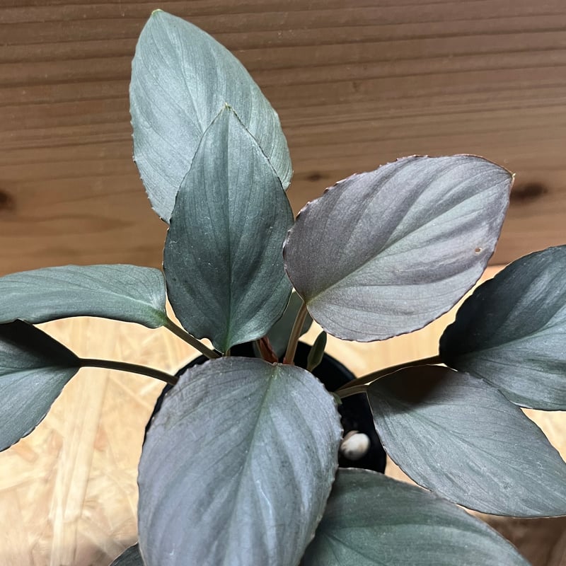 ホマロメナ sp.赤銀 West Java | GREEN LUCK