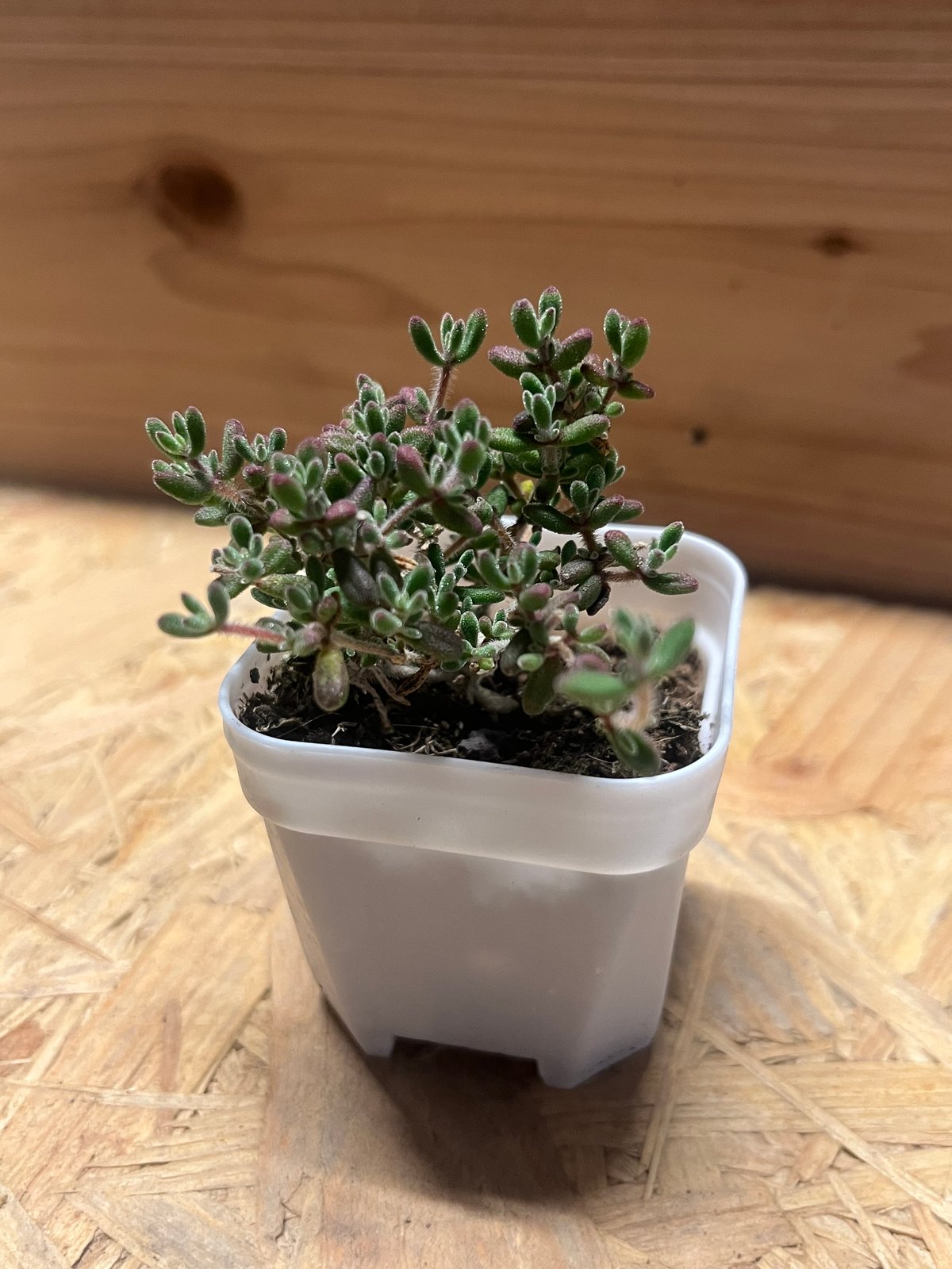 ドロサンテマム sp.Skilpad | GREEN LUCK