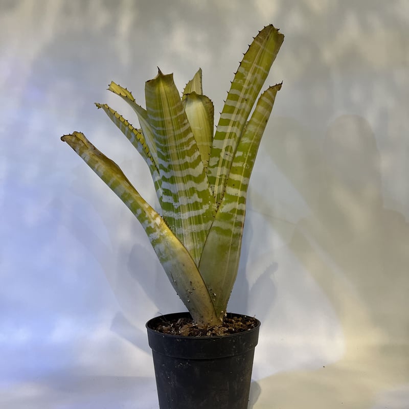 永山様専用エクメア チャンティニー ヤマモト | GREEN LUCK