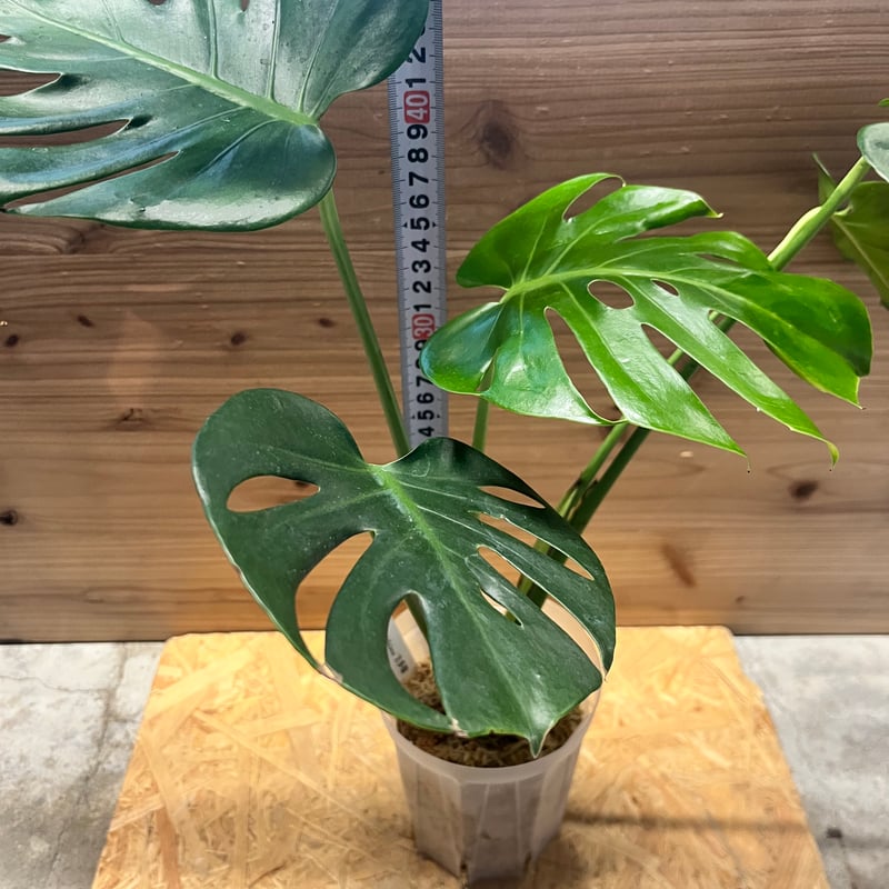 モンステラ デリシオーサ 'お多福' | GREEN LUCK