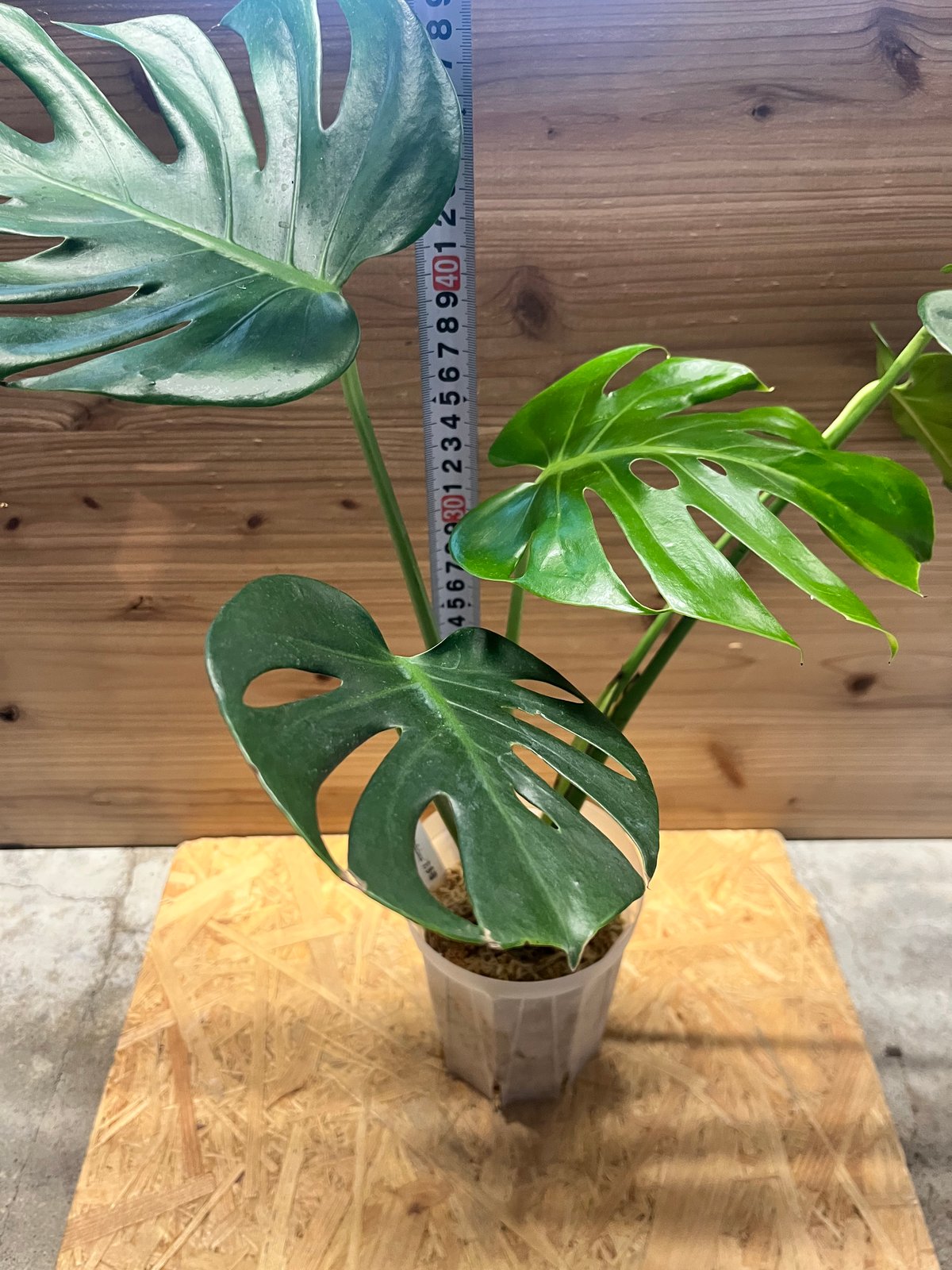 みほ⭐️未使用品はお値引き不可⭐️ モンステラデリシオーサ の検討 みほ⭐️未使用品はお値引き⭐️ モンステラデリシオーサ の検討