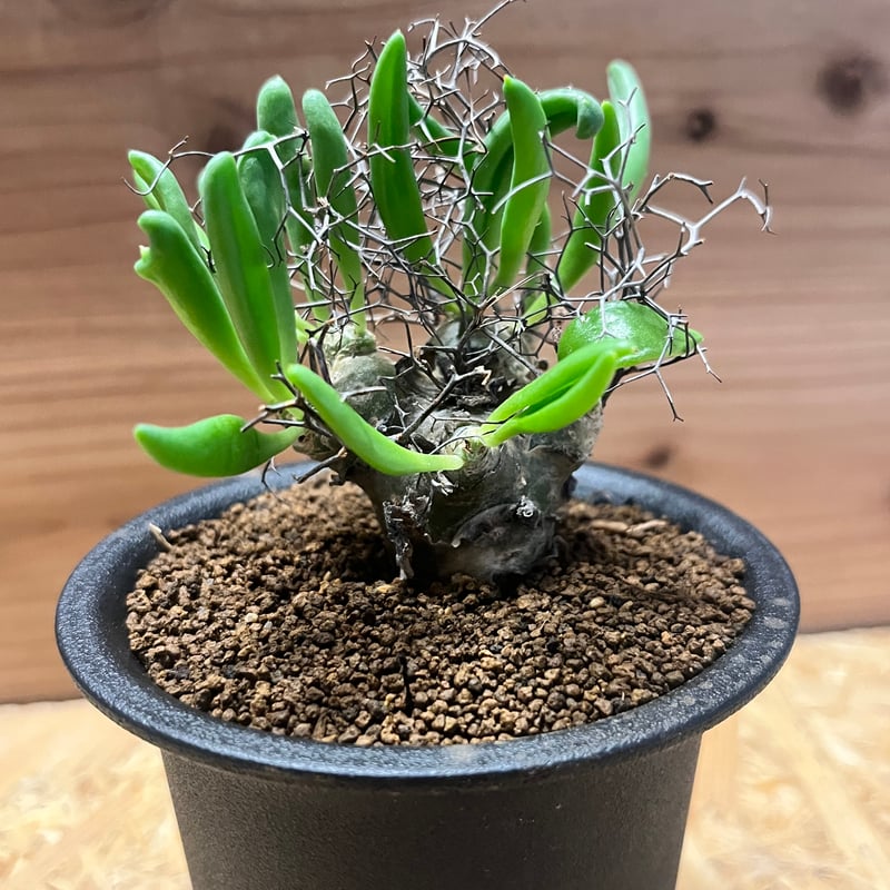 チレコドン レティキュラーツス 万物想 | GREEN LUCK