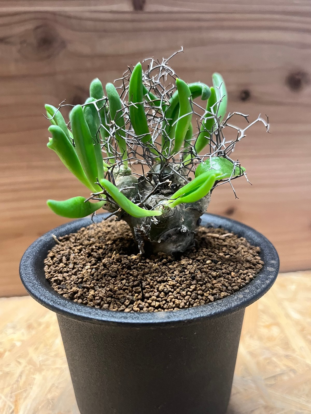 チレコドン レティキュラーツス 万物想 | GREEN LUCK