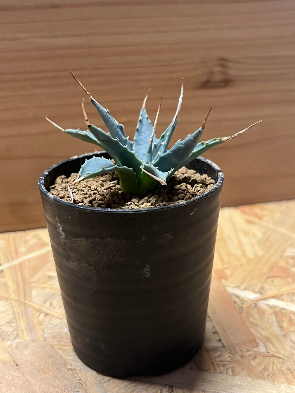 2月入荷 200粒 アガベ ユタエンシス エボリスピナ ベガス 種子 種 証明書 2月入荷 200粒 アガベ ユタエンシス エボリスピナ ベガス 種子 種 証明