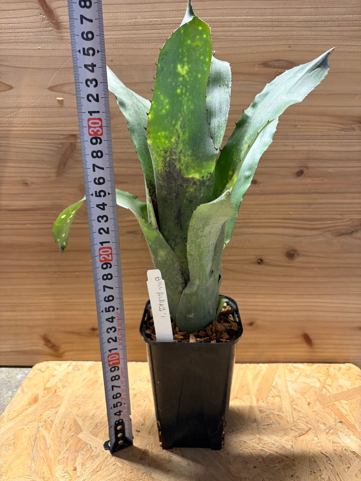 ビルベルギア 'アラカイ' | GREEN LUCK