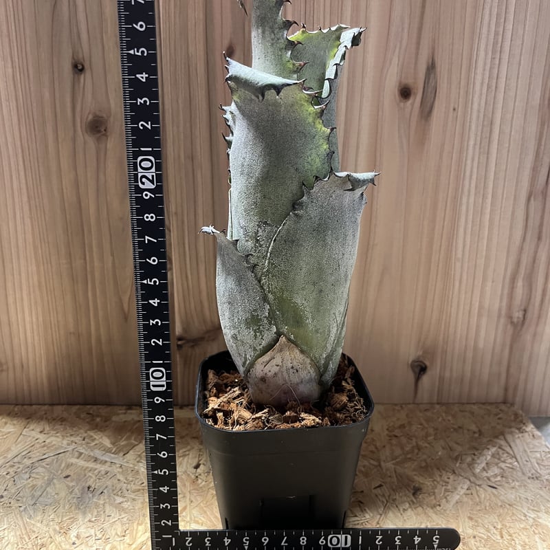 ホヘンベルギア サンドラズマウンテン | GREEN LUCK