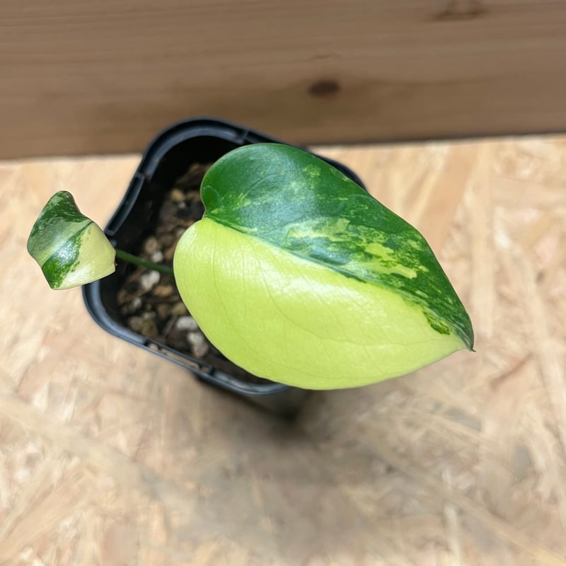 黄斑 モンステラモンステラ デリシオーサ イエローマリリン 発根済み