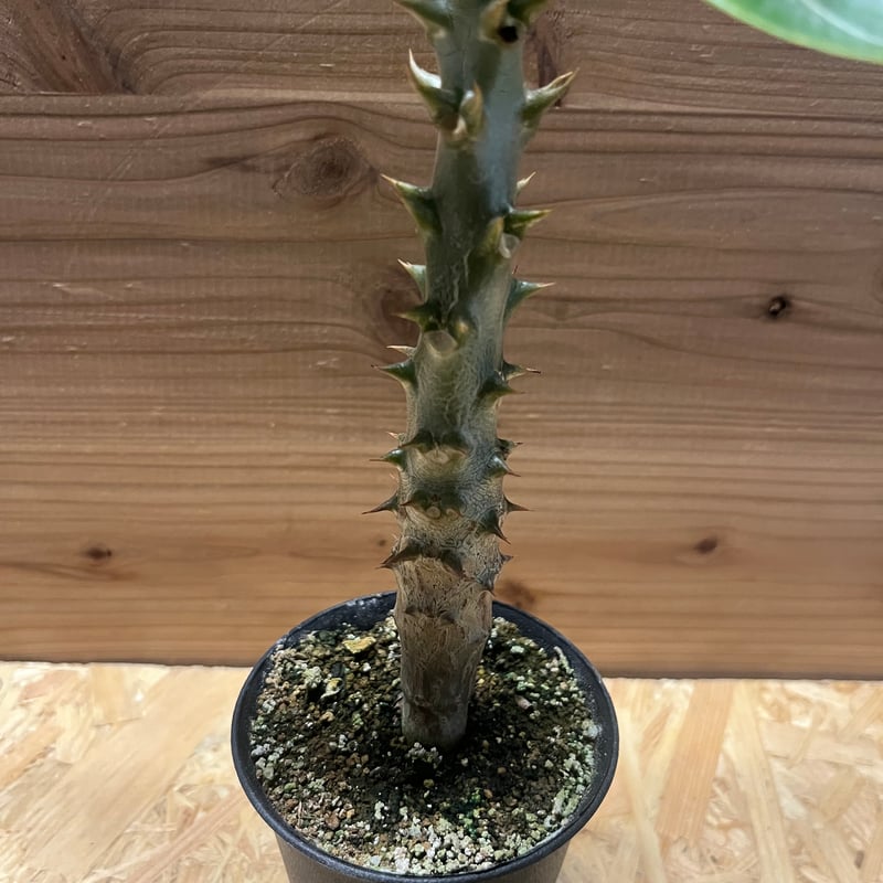 パキポディウム バロニー | GREEN LUCK