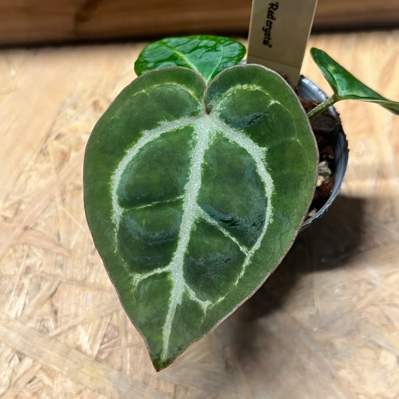 アンスリウム ドラヤキシルバー×エンジェルズドリーム×レッド