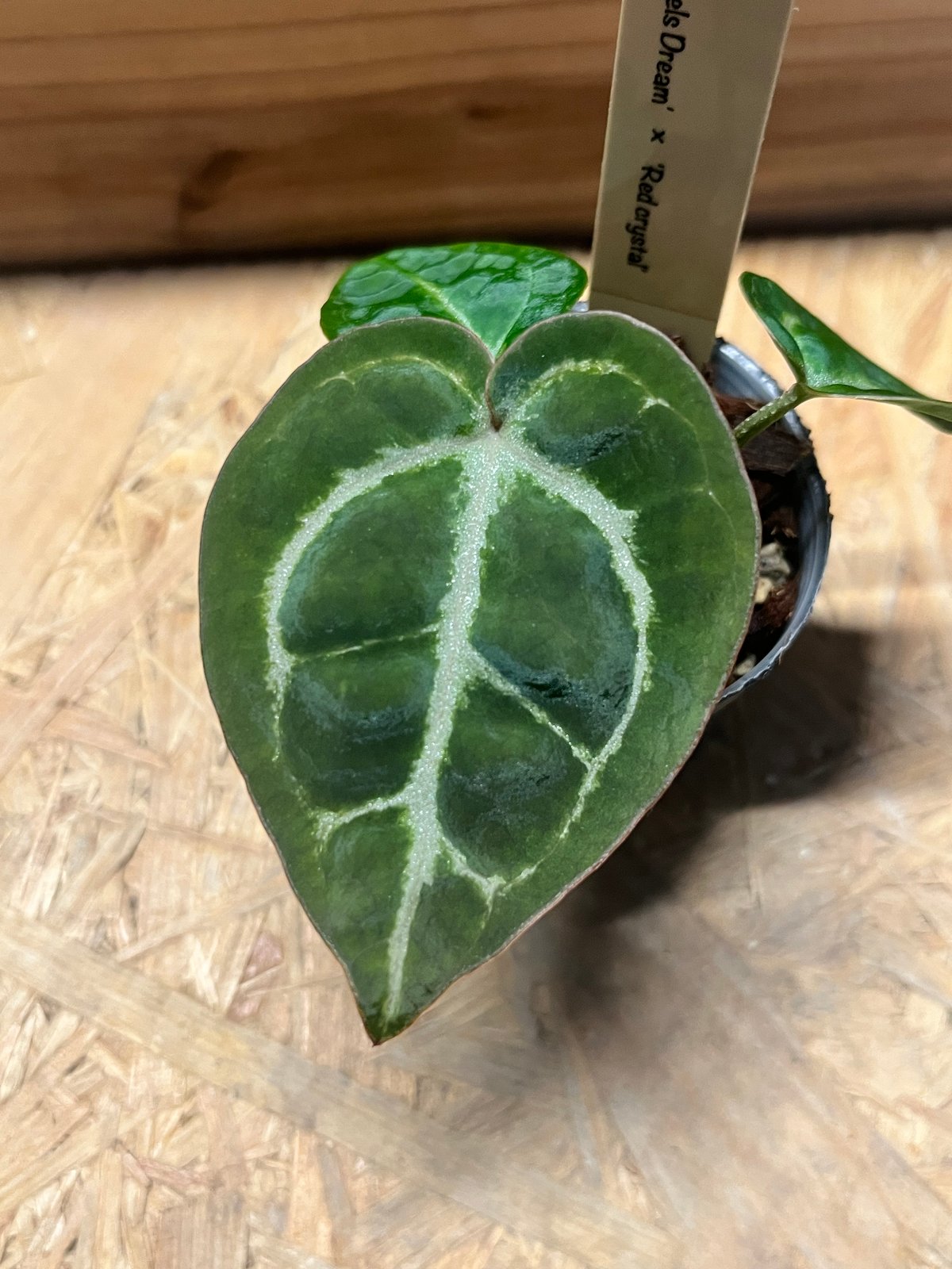 アンスリウム ドラヤキシルバー×エンジェルズドリーム×レッド