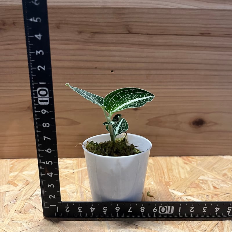 アネクトキルス ロクスバーギー | GREEN LUCK