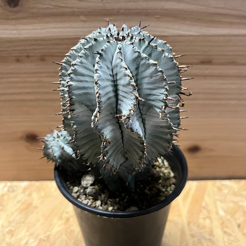 ユーフォルビア 白衣ホリダ 雌 | GREEN LUCK