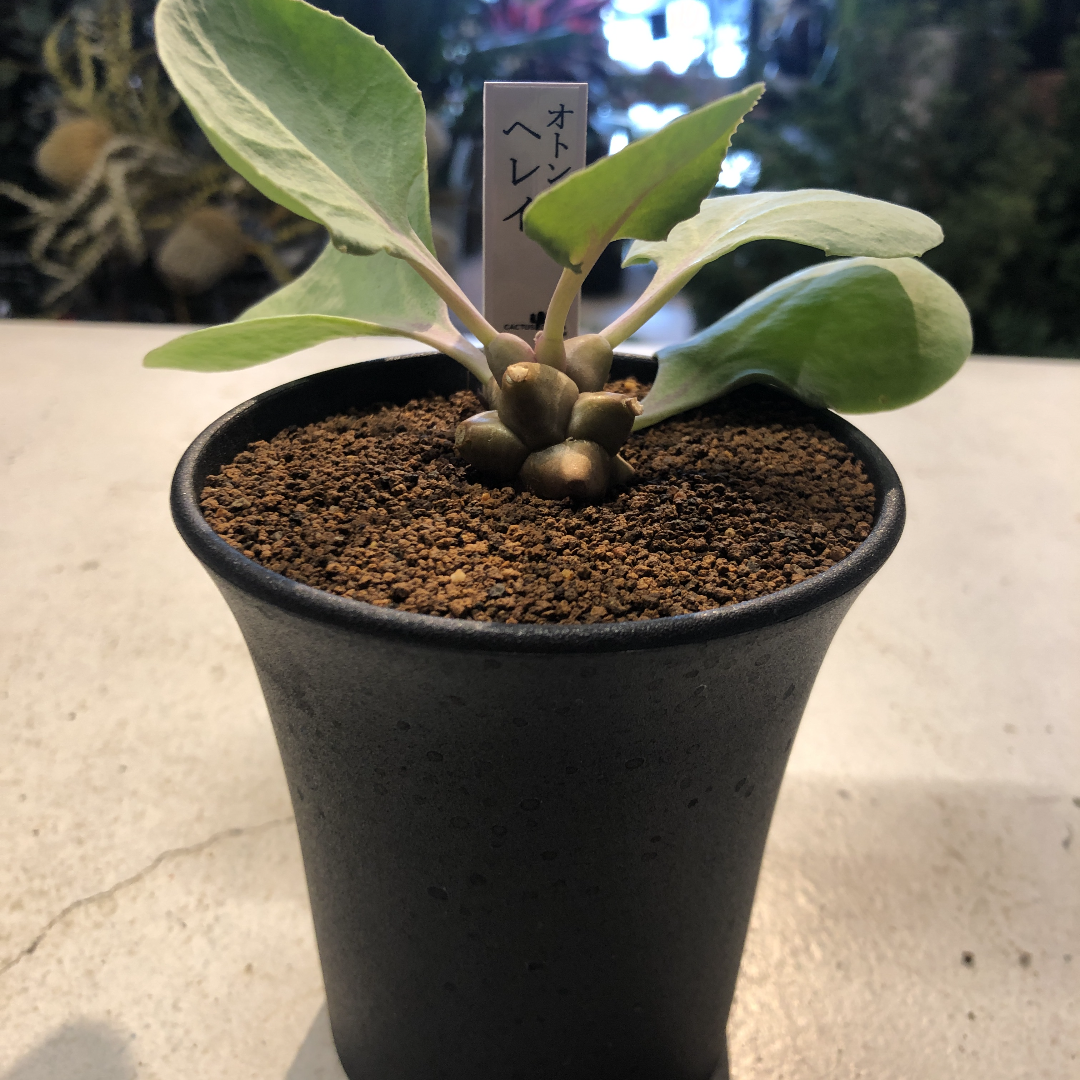 オトンナ・ヘレー オトンナ ヘレー | GREEN LUCK