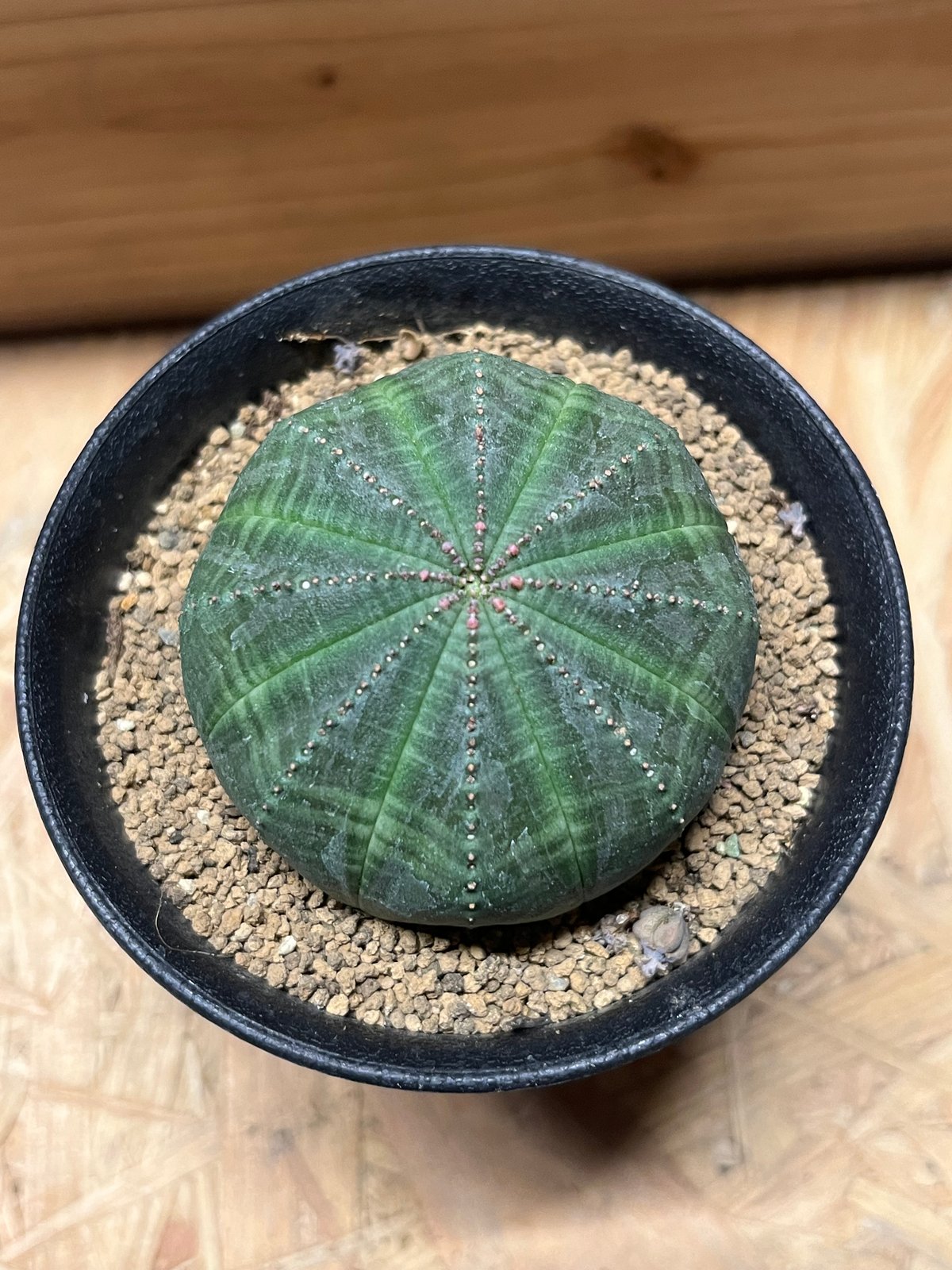 ユーフォルビア オベサ ユーフォルビア オベサ | GREEN LUCK