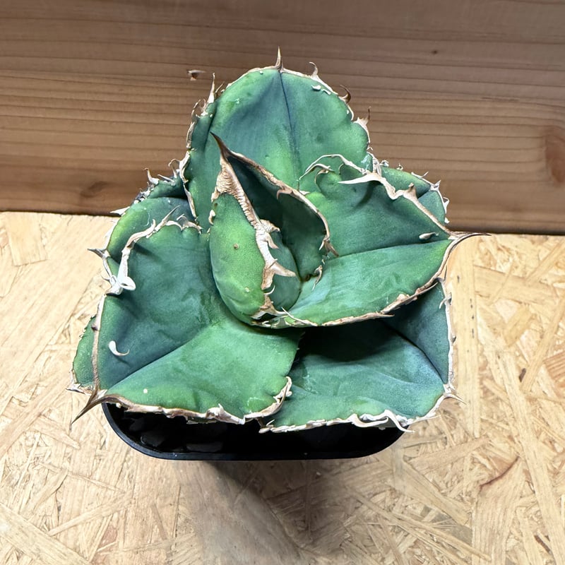 アガベチタノタ　蚩尤 アガベ チタノタ“ 蚩尤”】品種保証/ブツブツ/葉幅広い/K1 - メルカリ