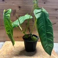 アンスリウム アントラキー （RA7×tezula） | GREEN LUCK