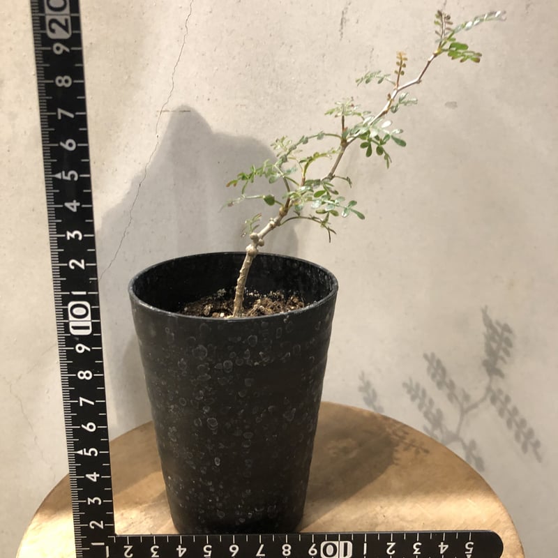 オペルクリカリア パキプス 実生 | GREEN LUCK