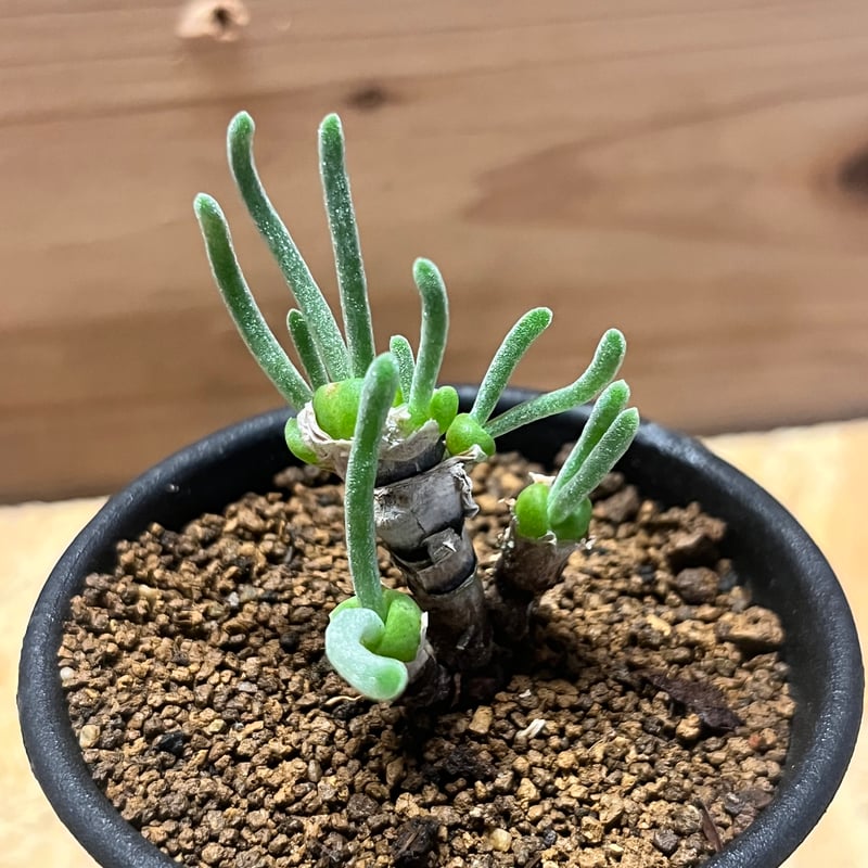 モニラリア モニリフォルミス | GREEN LUCK