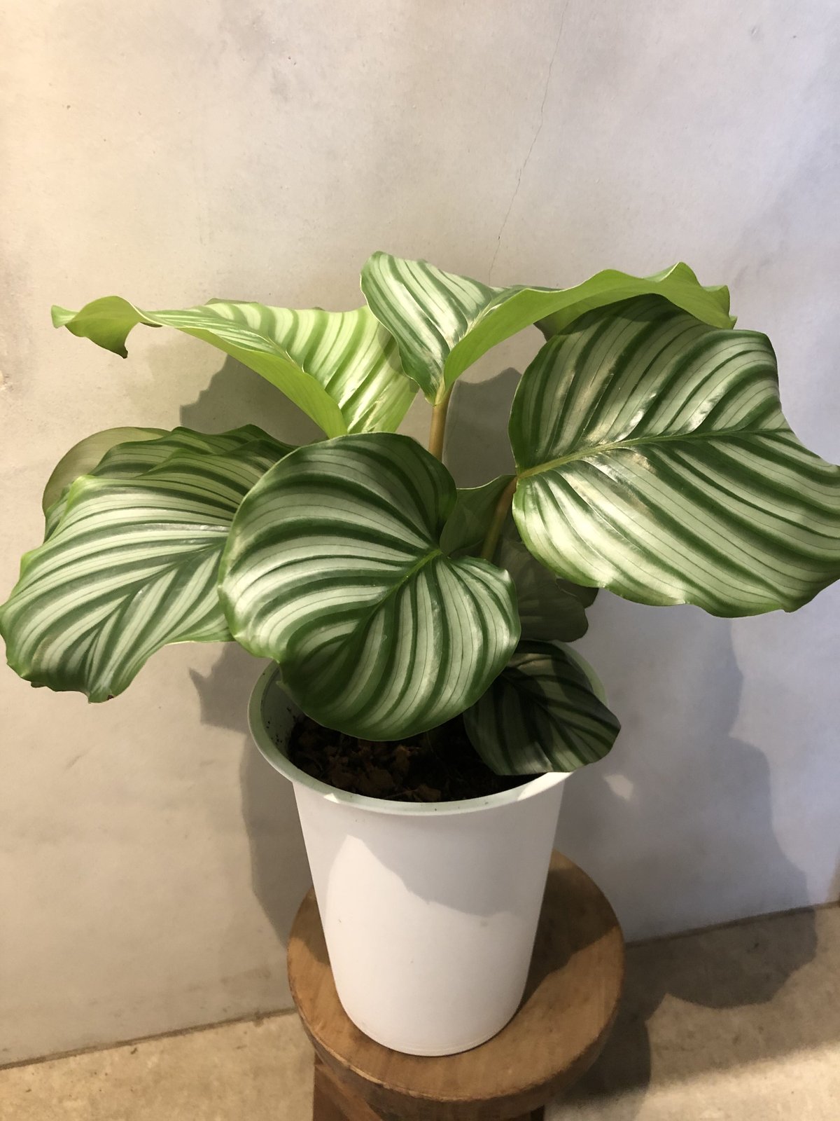 カラテカ オルビフォリア 観葉植物 その他インテリア雑貨 陽華園 通販 